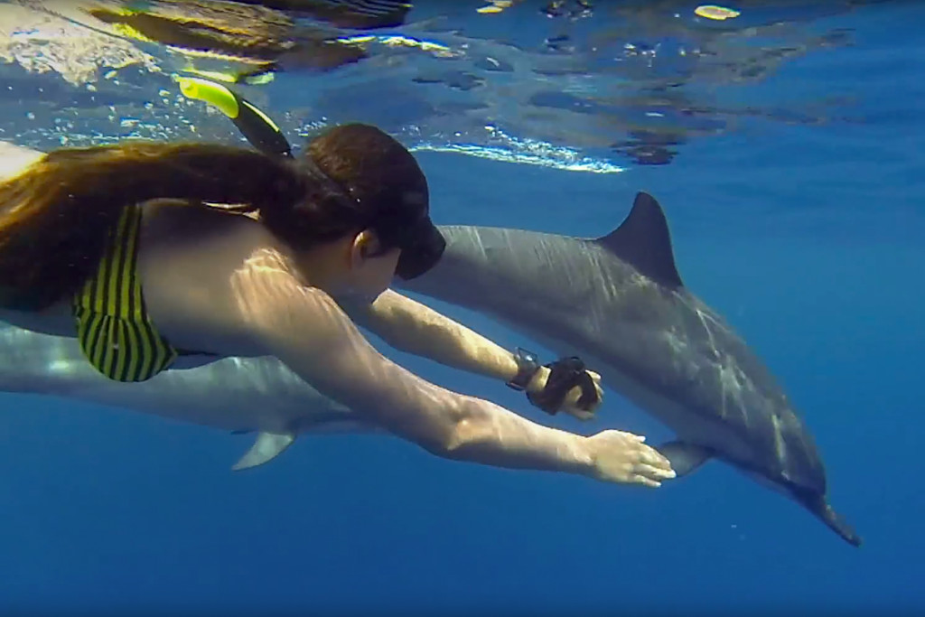 swimming with dolphins - Zanzibar